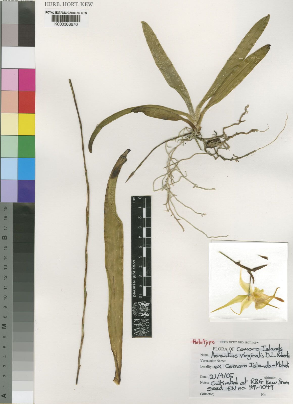 Aeranthes virginalis — houseplant care guide