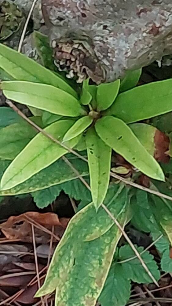 Rhododendron caucasicum leaf