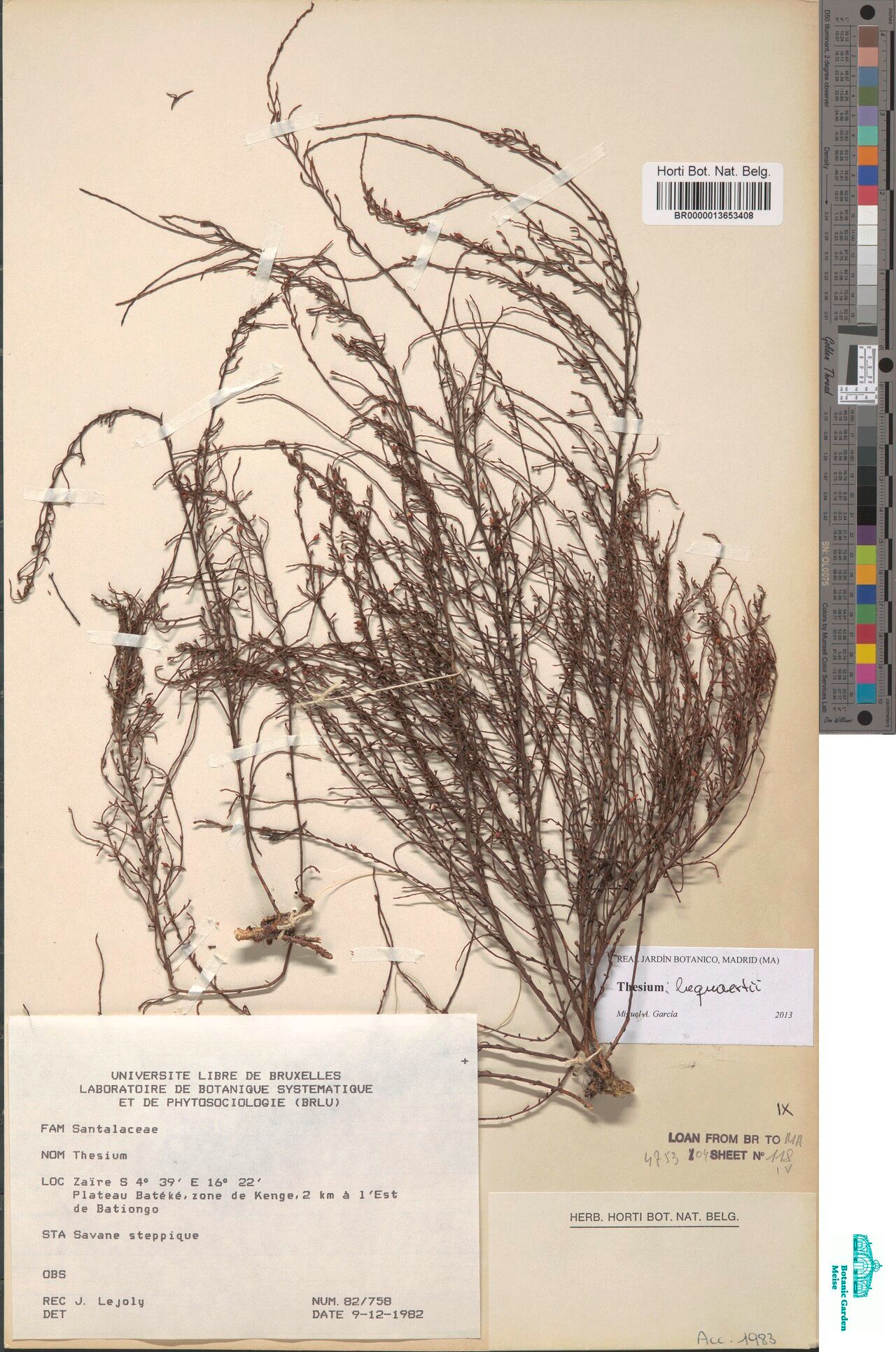 Thesium bequaertii — search result for 'Thesium'