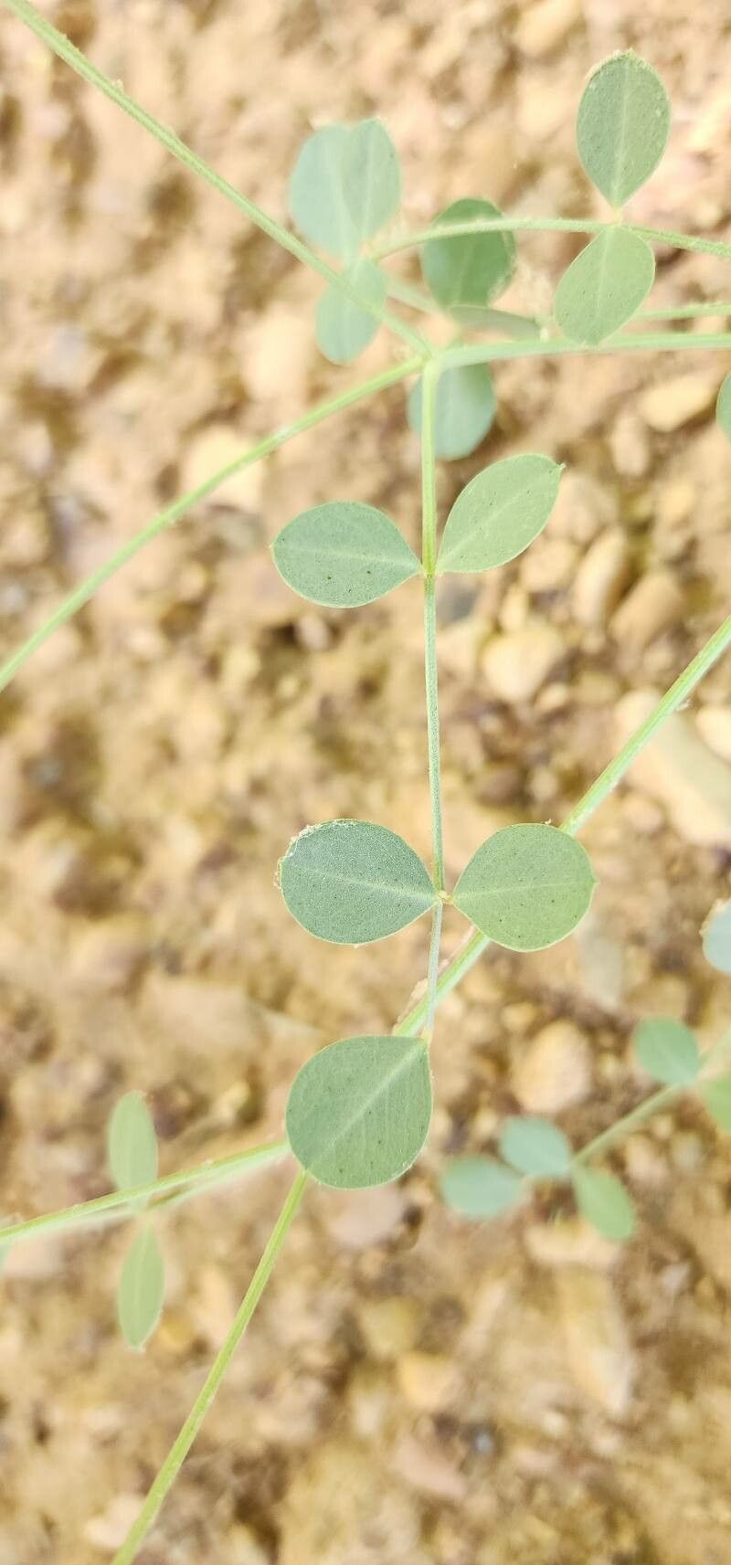 Hedysarum maitlandianum leaf