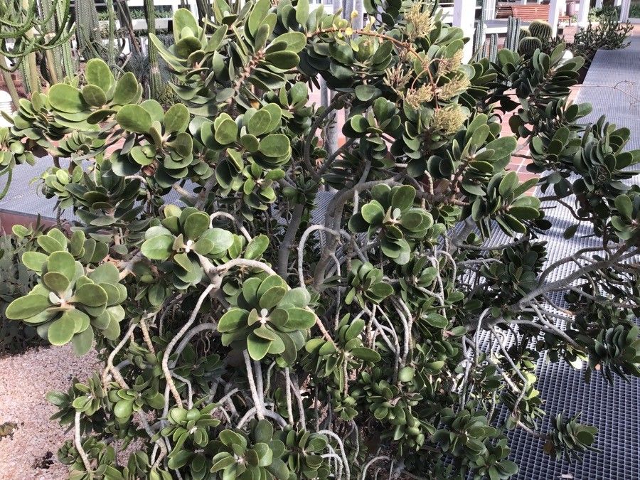 Kalanchoe dinklagei habit