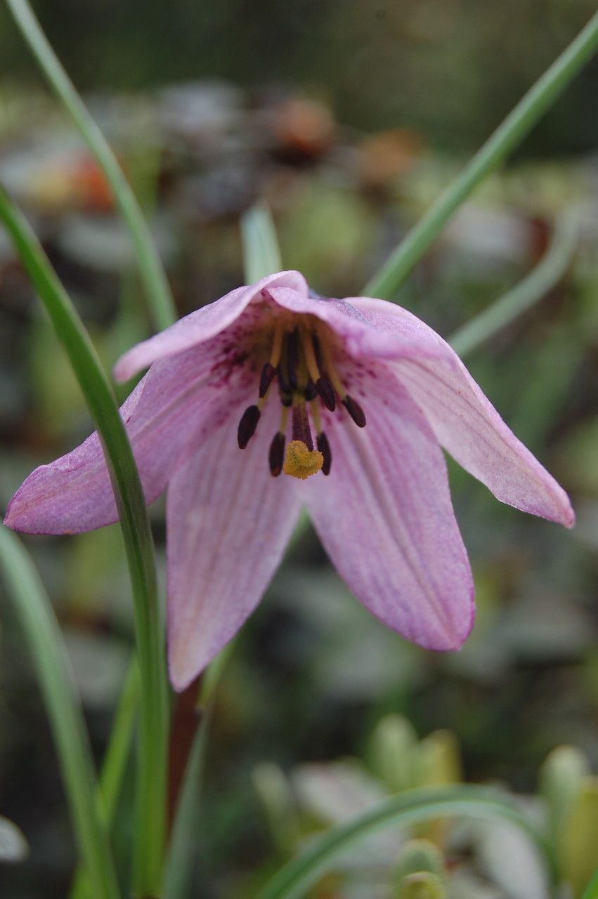 Lilium nanum flower