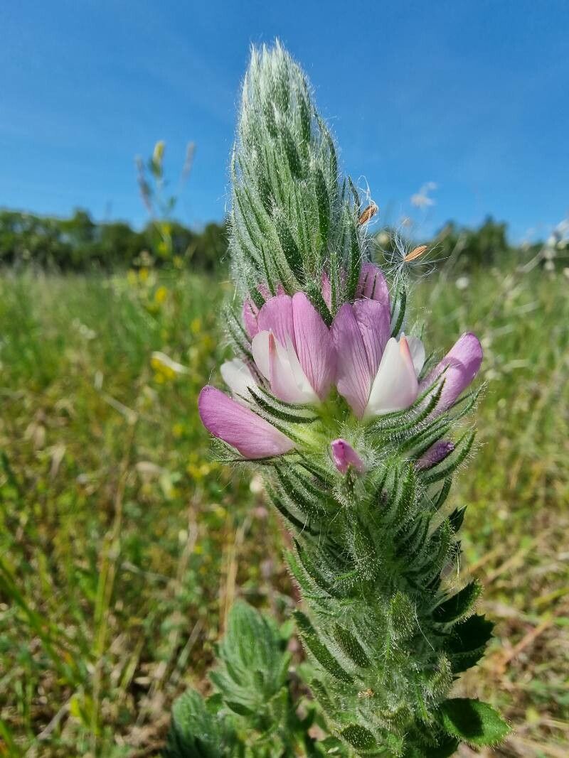 Ononis alopecuroides flower