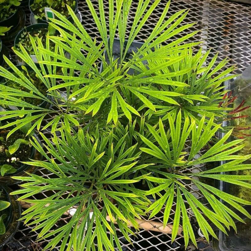 Dipteris lobbiana leaf