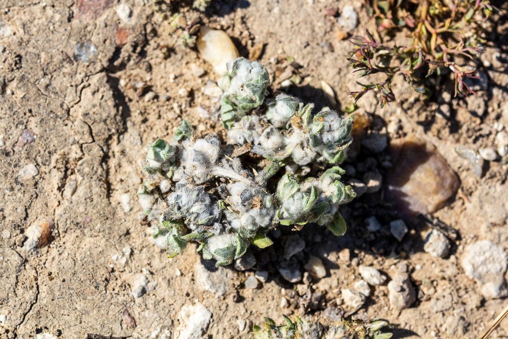 Psilocarphus brevissimus flower