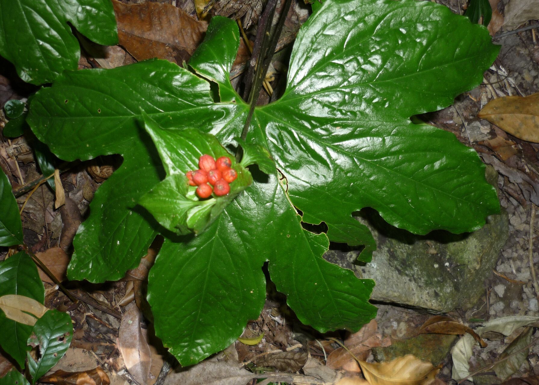 Tacca palmata — search result for 'Tacca'