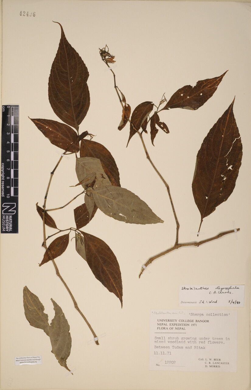 Strobilanthes oligocephala other