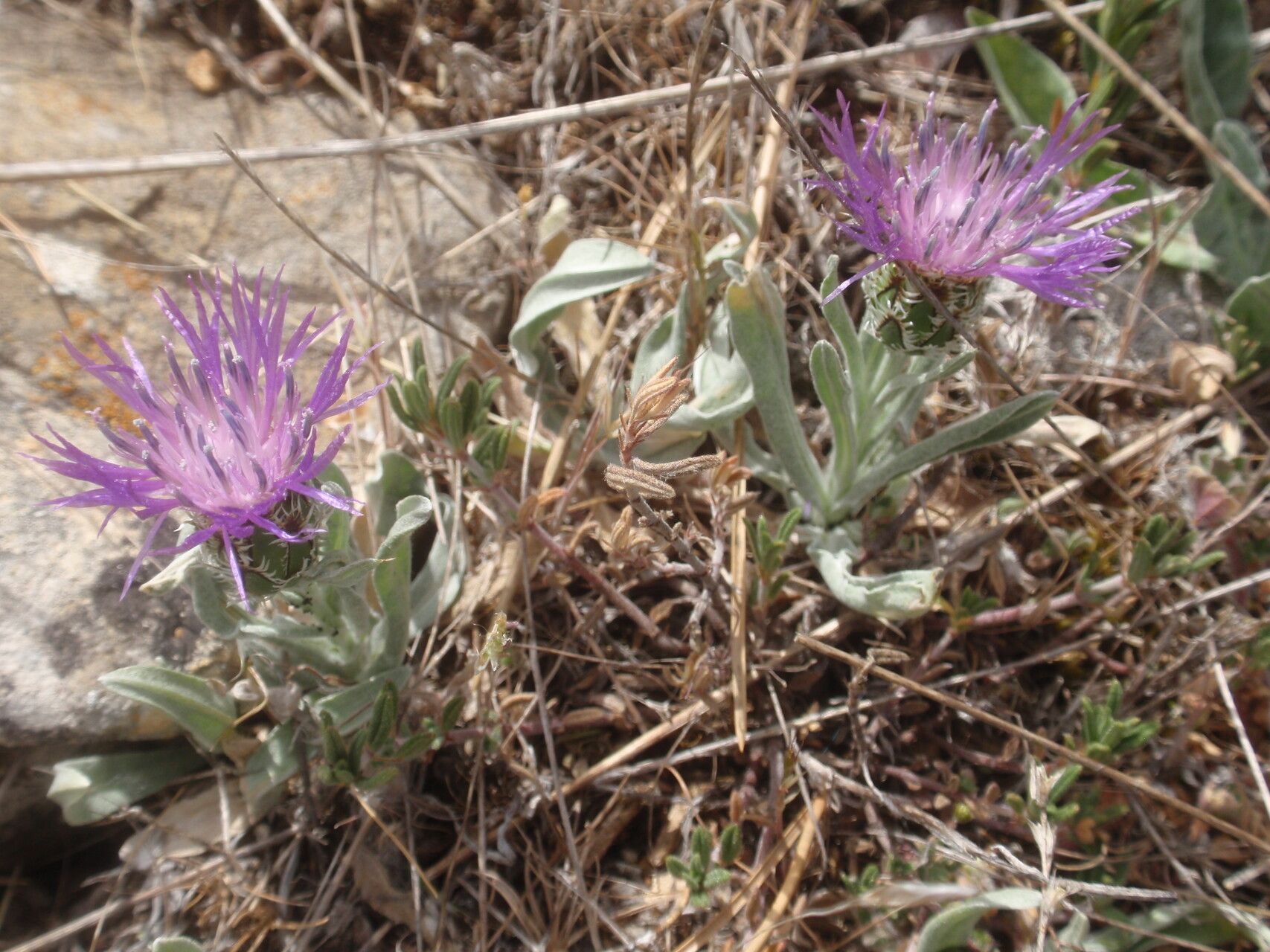 Centaurea nigrescens flower
