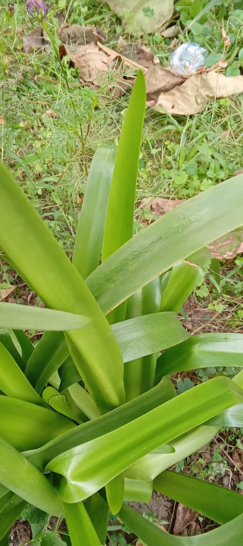 Crinum × powellii leaf