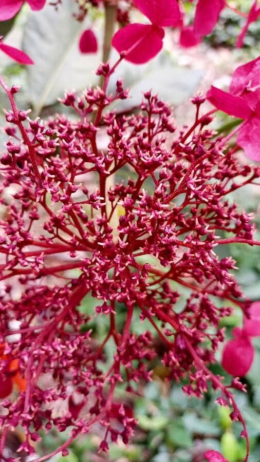 Hydrangea peruviana — search result for 'Hydrangeaceae'