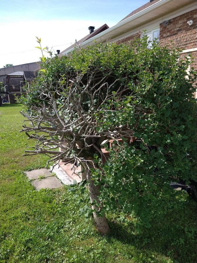 Afrocanthium mundianum leaf