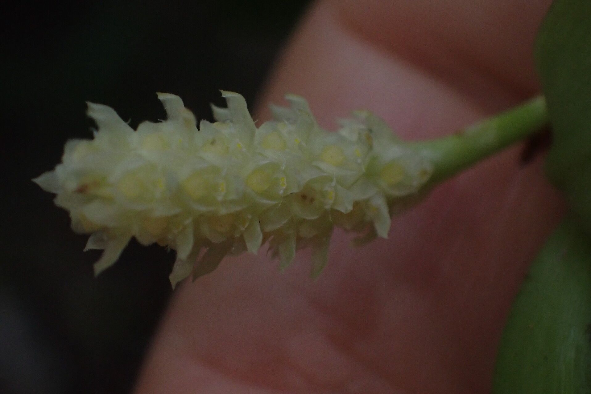 Bulbophyllum protectum flower
