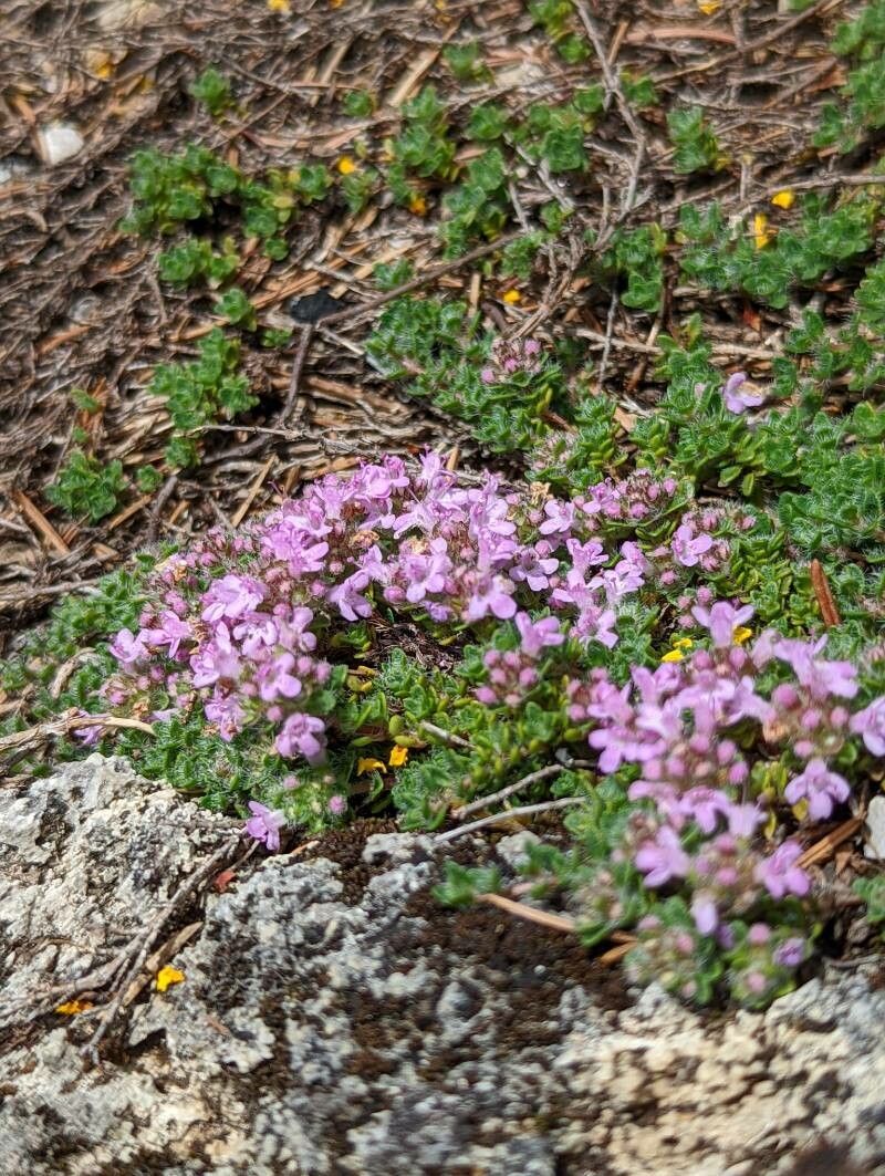 Thymus villosus flower
