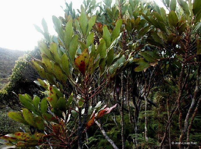 Beauprea balansae habit