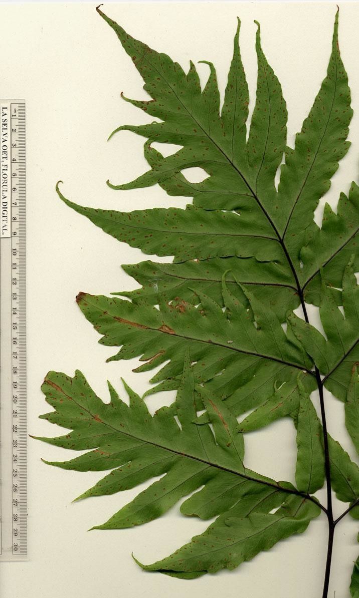 Tectaria athyrioides other