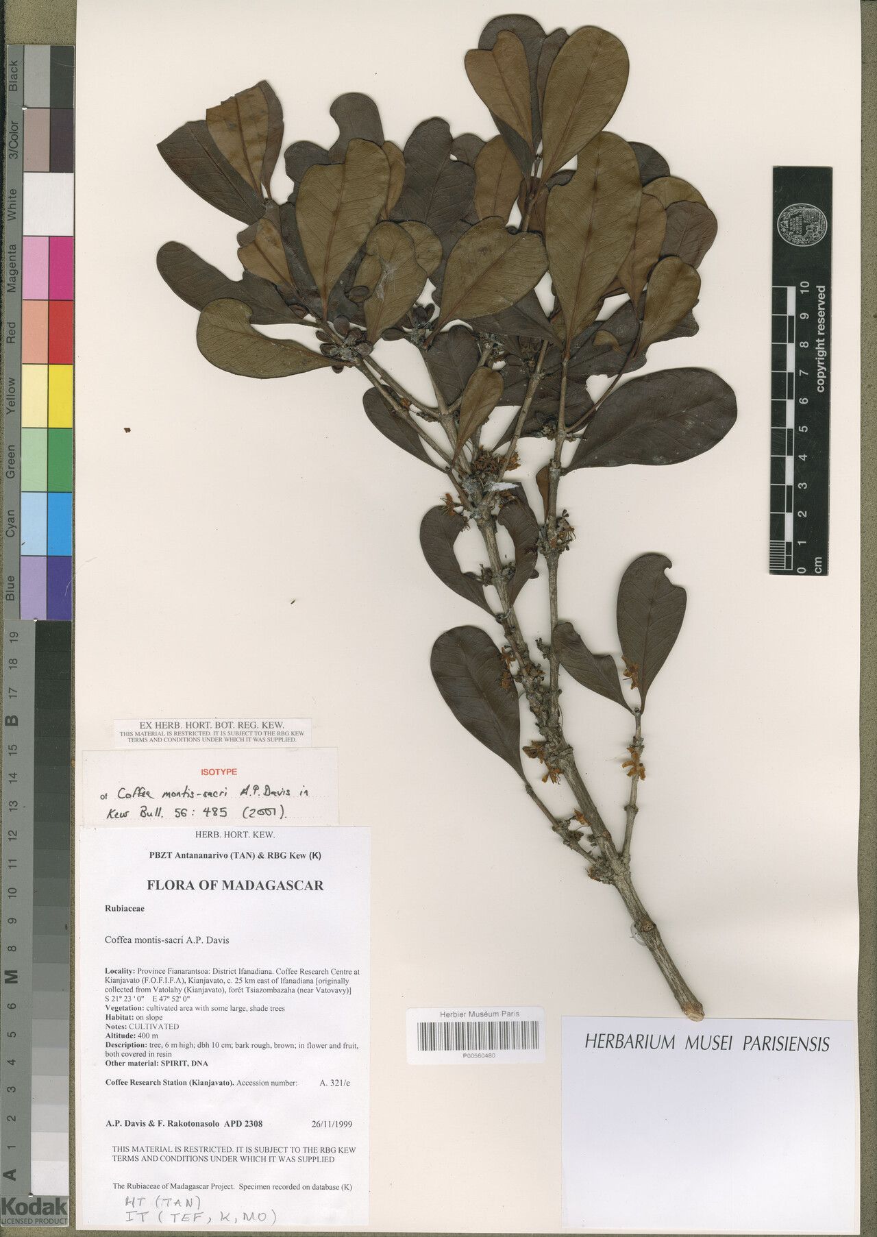 Coffea montis-sacri — houseplant care guide