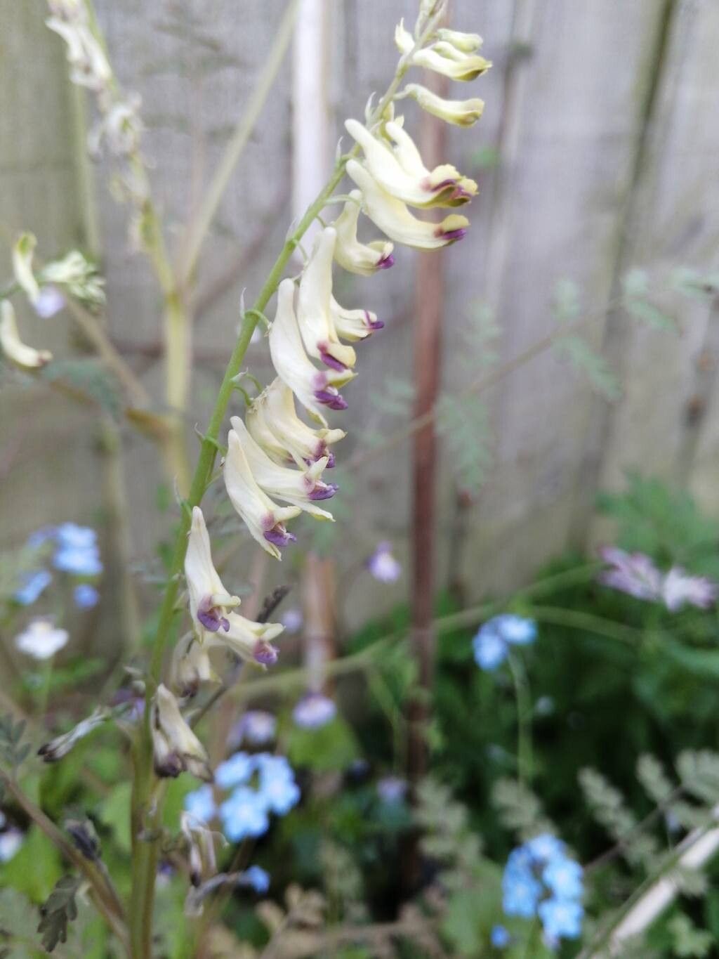 Corydalis ophiocarpa flower