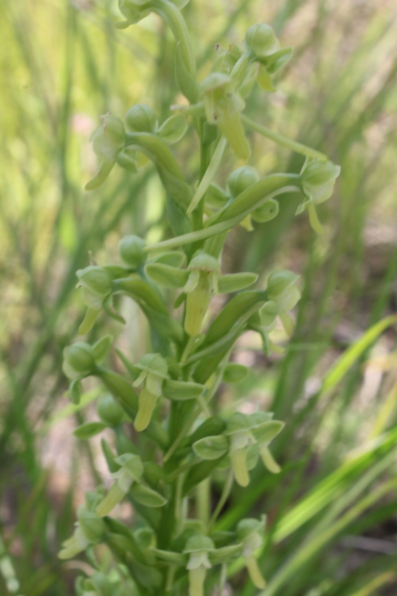 Habenaria strictissima flower