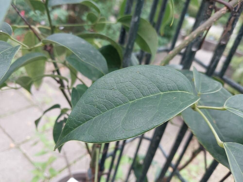 Stauntonia latifolia — related species from the same genus