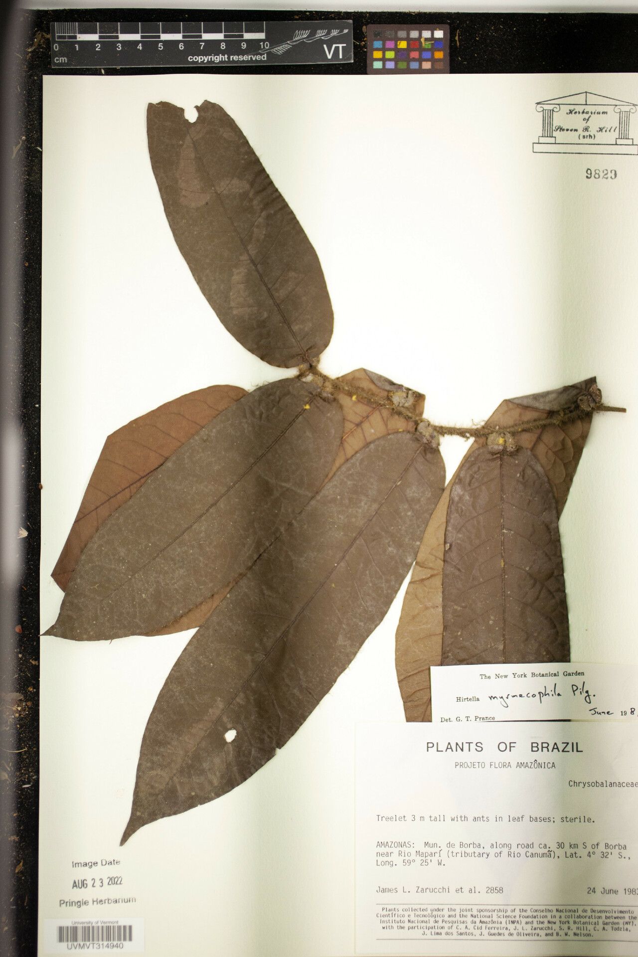 Hirtella myrmecophila — houseplant care guide