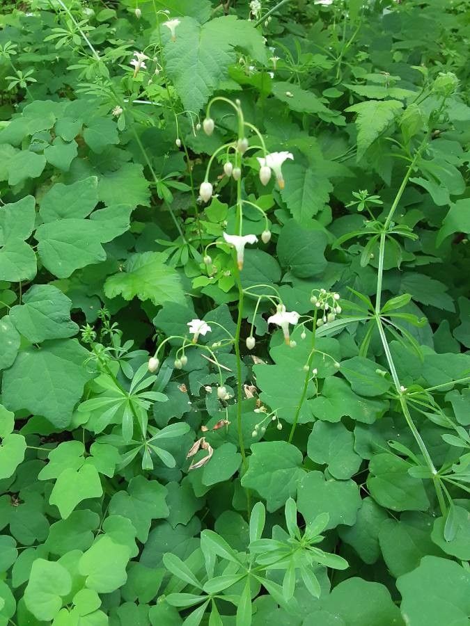 Vancouveria planipetala — related species from the same genus