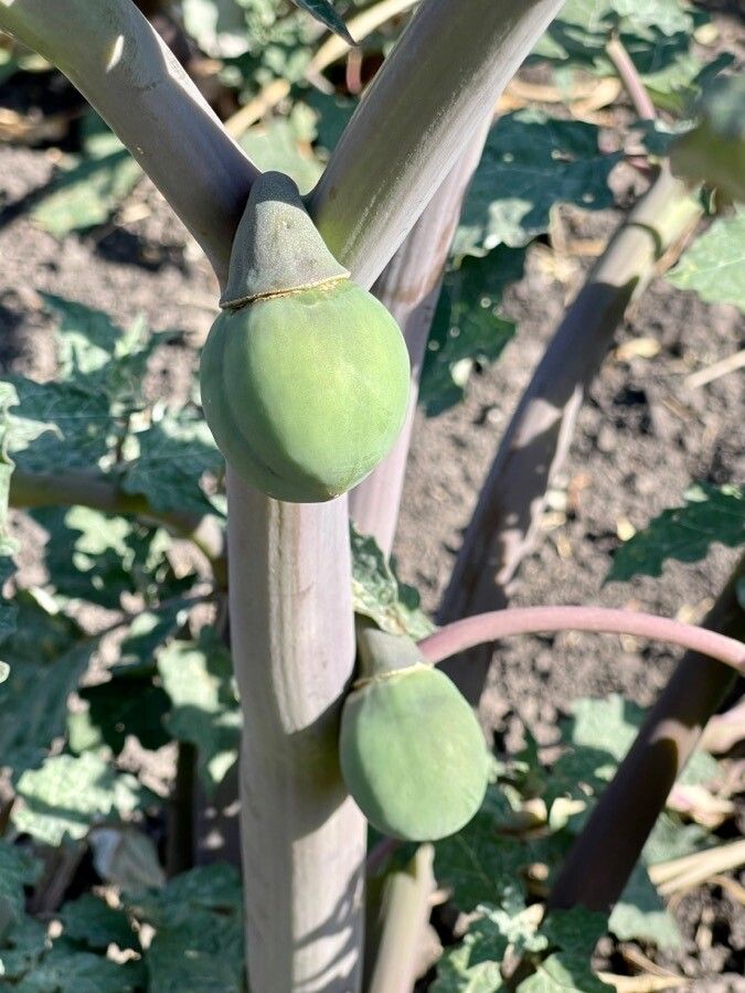 Datura ceratocaula fruit