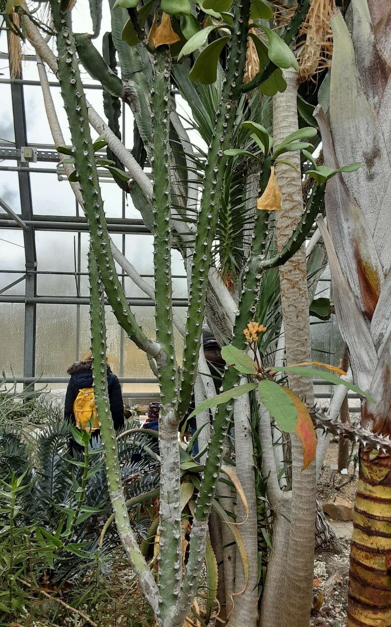 Euphorbia desmondii — houseplant care guide