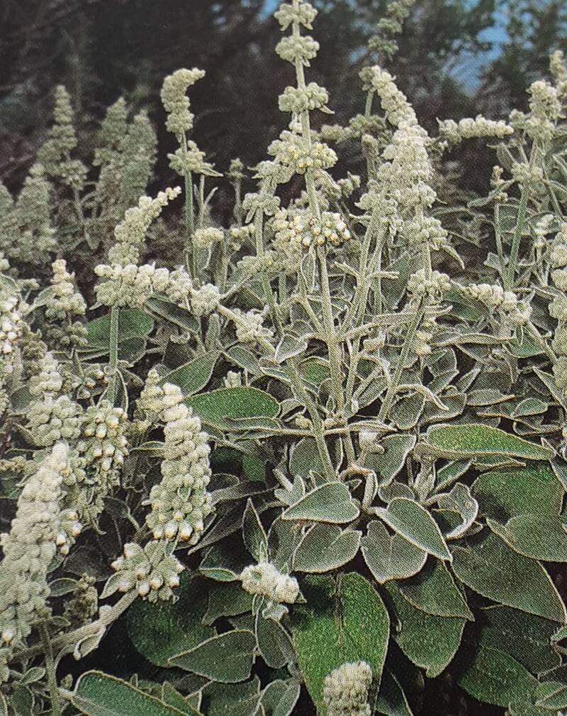 Sideritis lotsyi — houseplant care guide