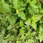 Calyptocarpus vialis