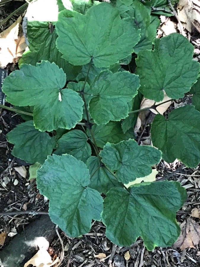 Actaea cordifolia