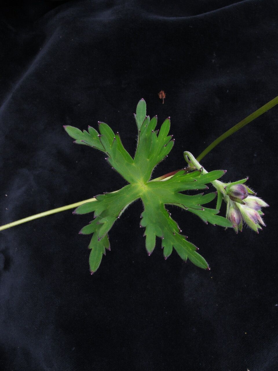 Delphinium vestitum — search result for 'Delphinium'