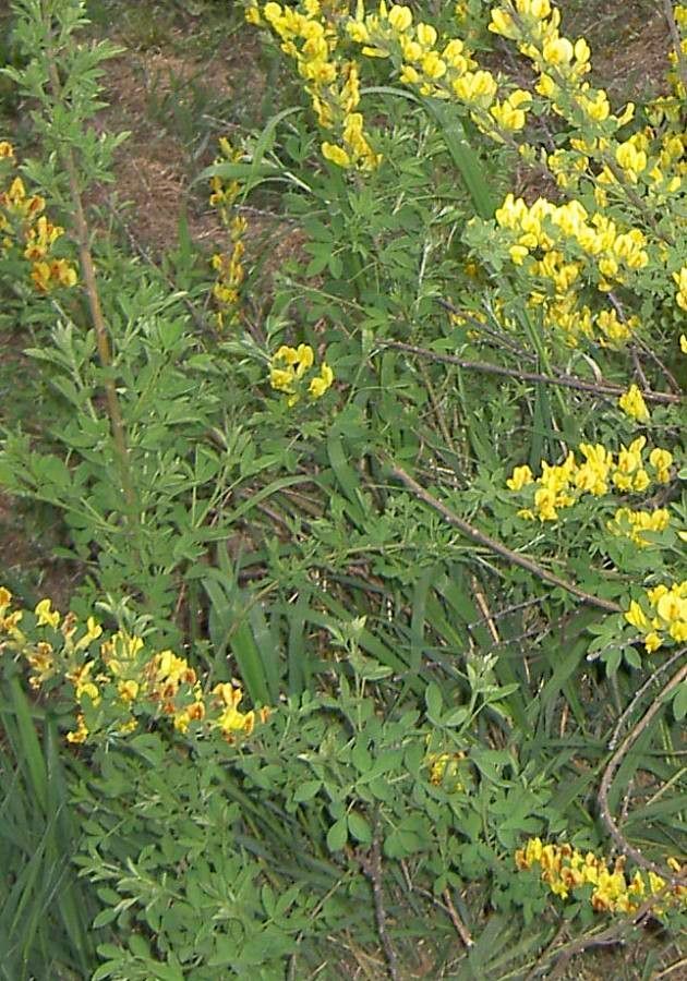 Genista stenopetala — search result for 'Algeria'