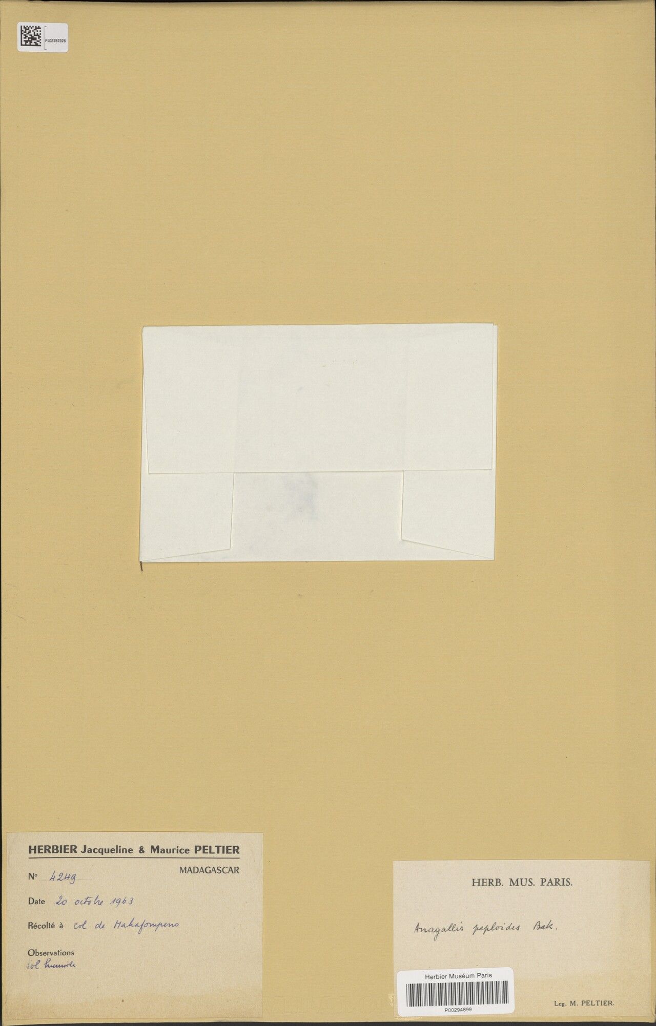 Lysimachia peploides — search result for 'Lysimachia'