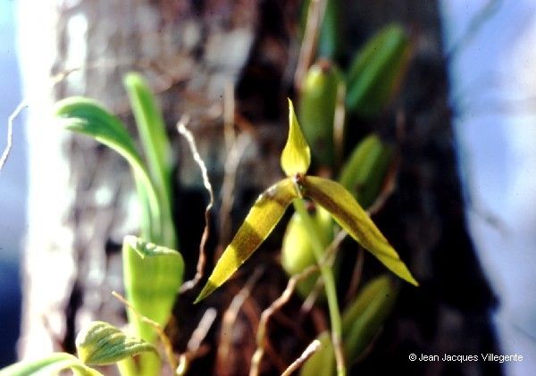 Bulbophyllum baladeanum fruit