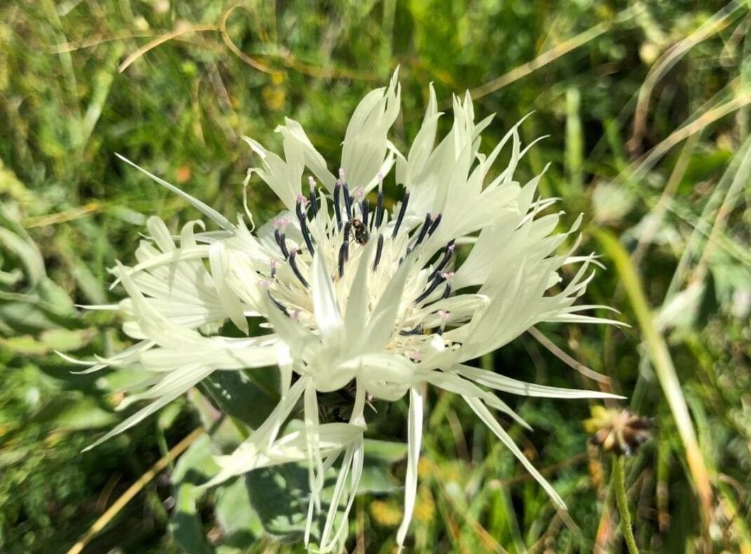 Centaurea cheiranthifolia flower