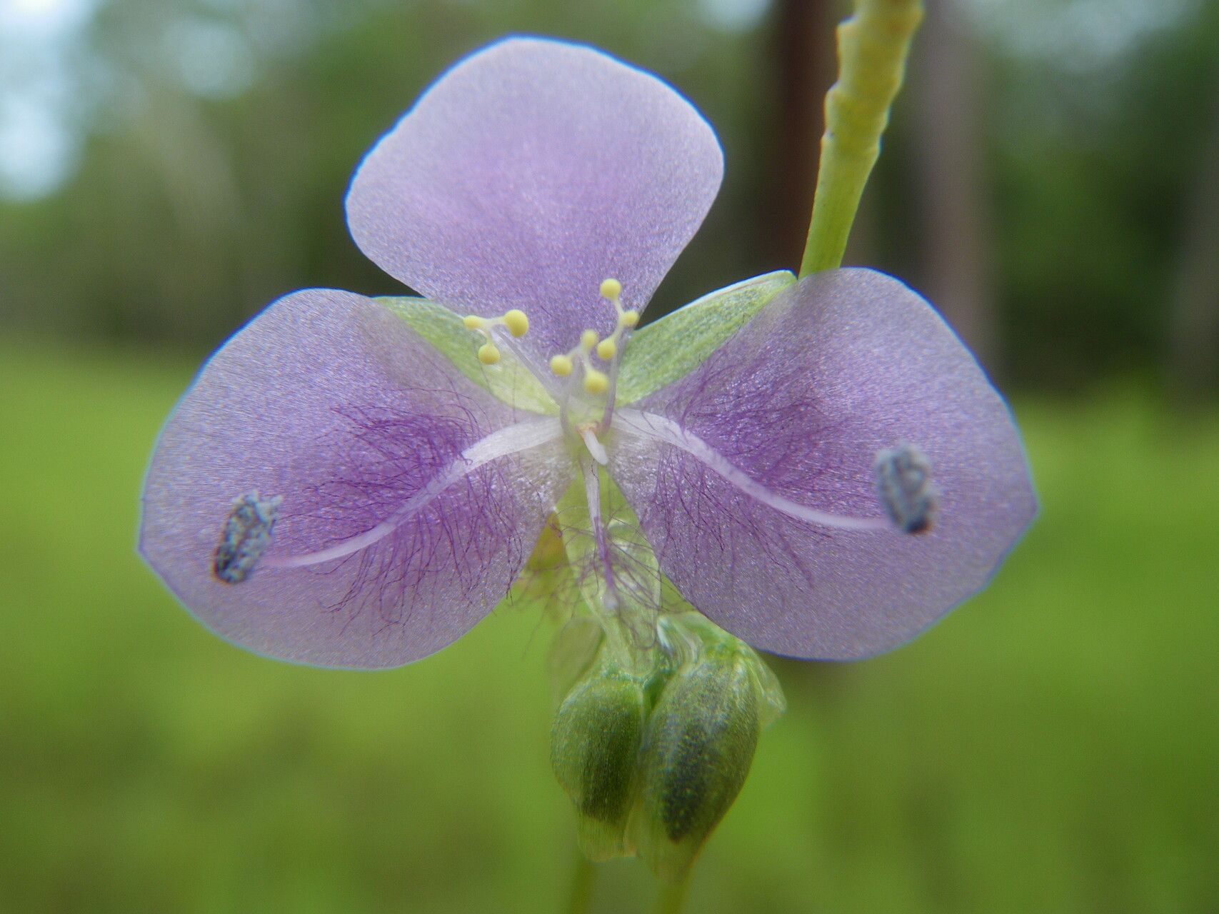Murdannia gigantea — related species from the same genus