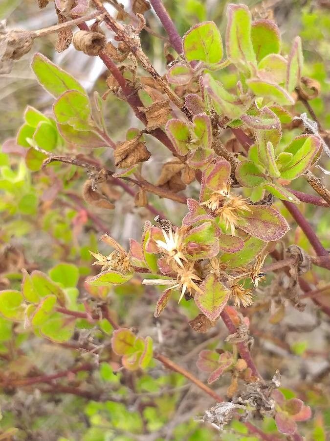 Dyschoriste radicans flower