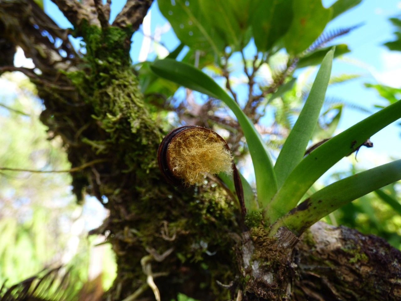 Jumellea triquetra fruit