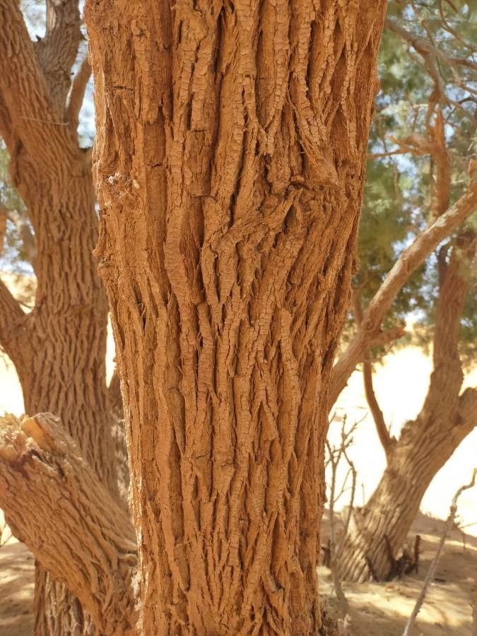 Tamarix aphylla bark