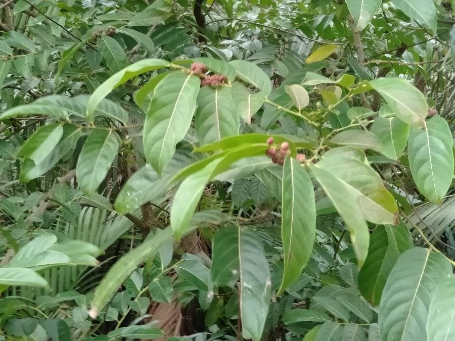 Glochidion urophylloides — houseplant care guide