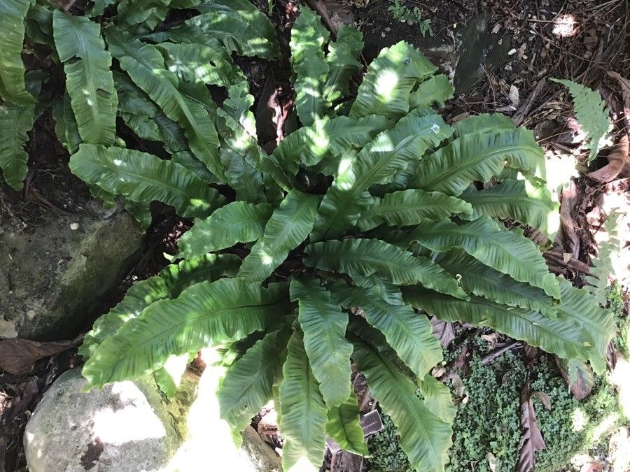 Asplenium antrophyoides — search result for 'Asplenium'
