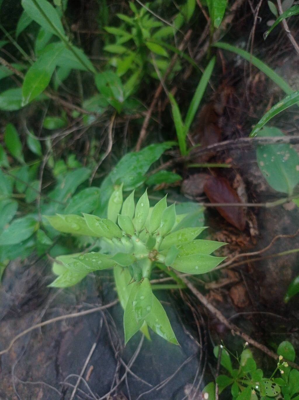 Euphorbia cattimandoo — houseplant care guide