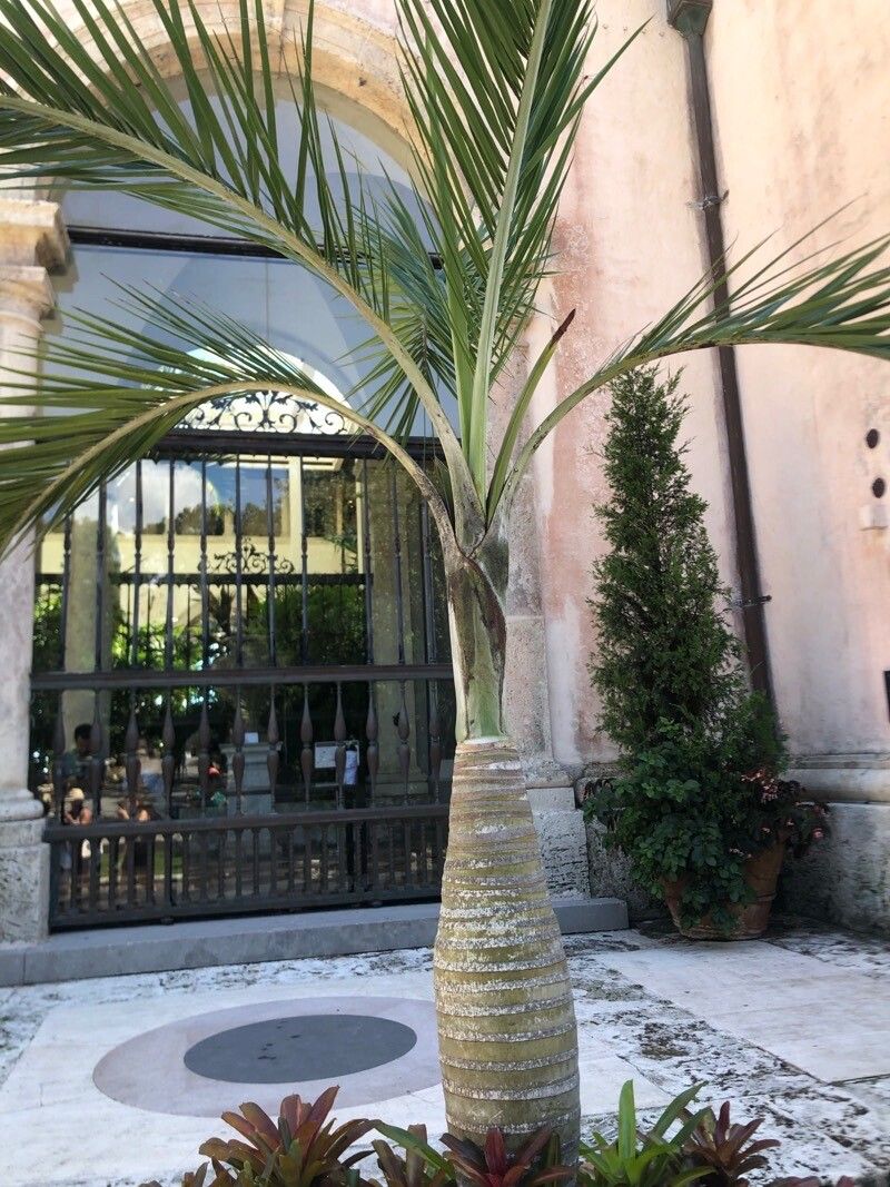 Pseudophoenix sargentii leaf