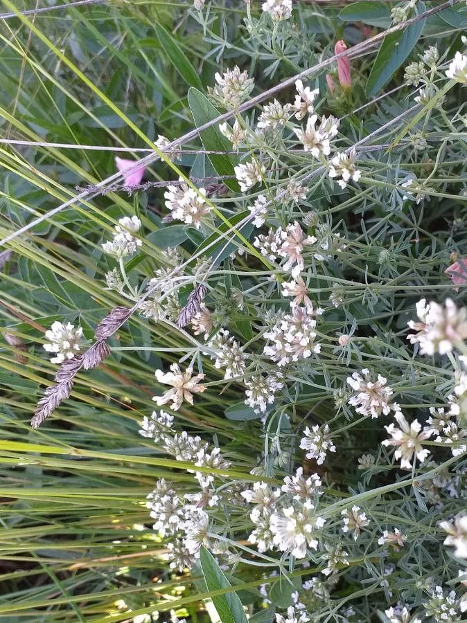 Dorycnium pentaphyllum flower