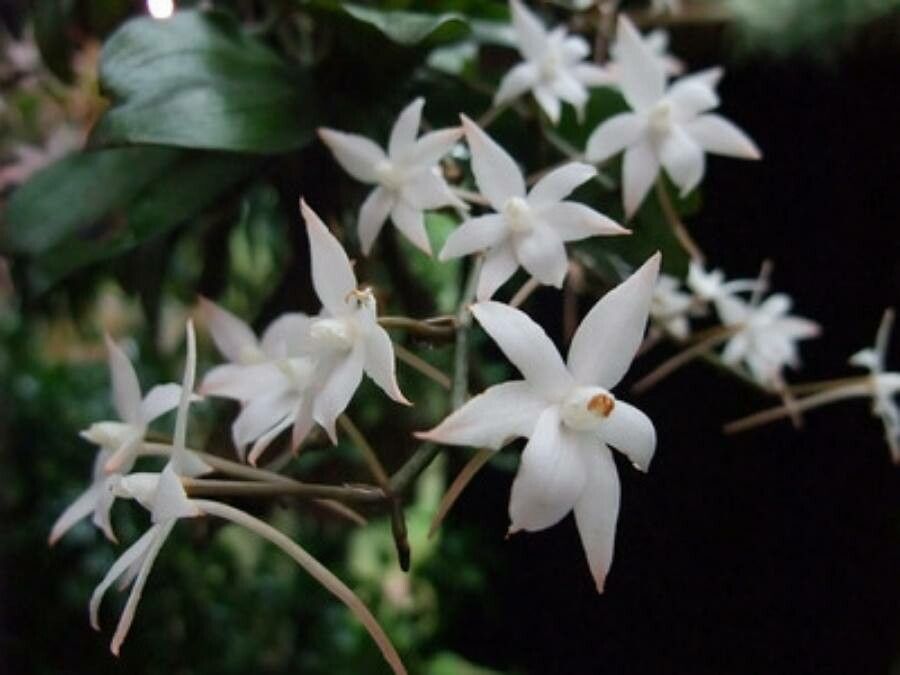 Aerangis biloba flower