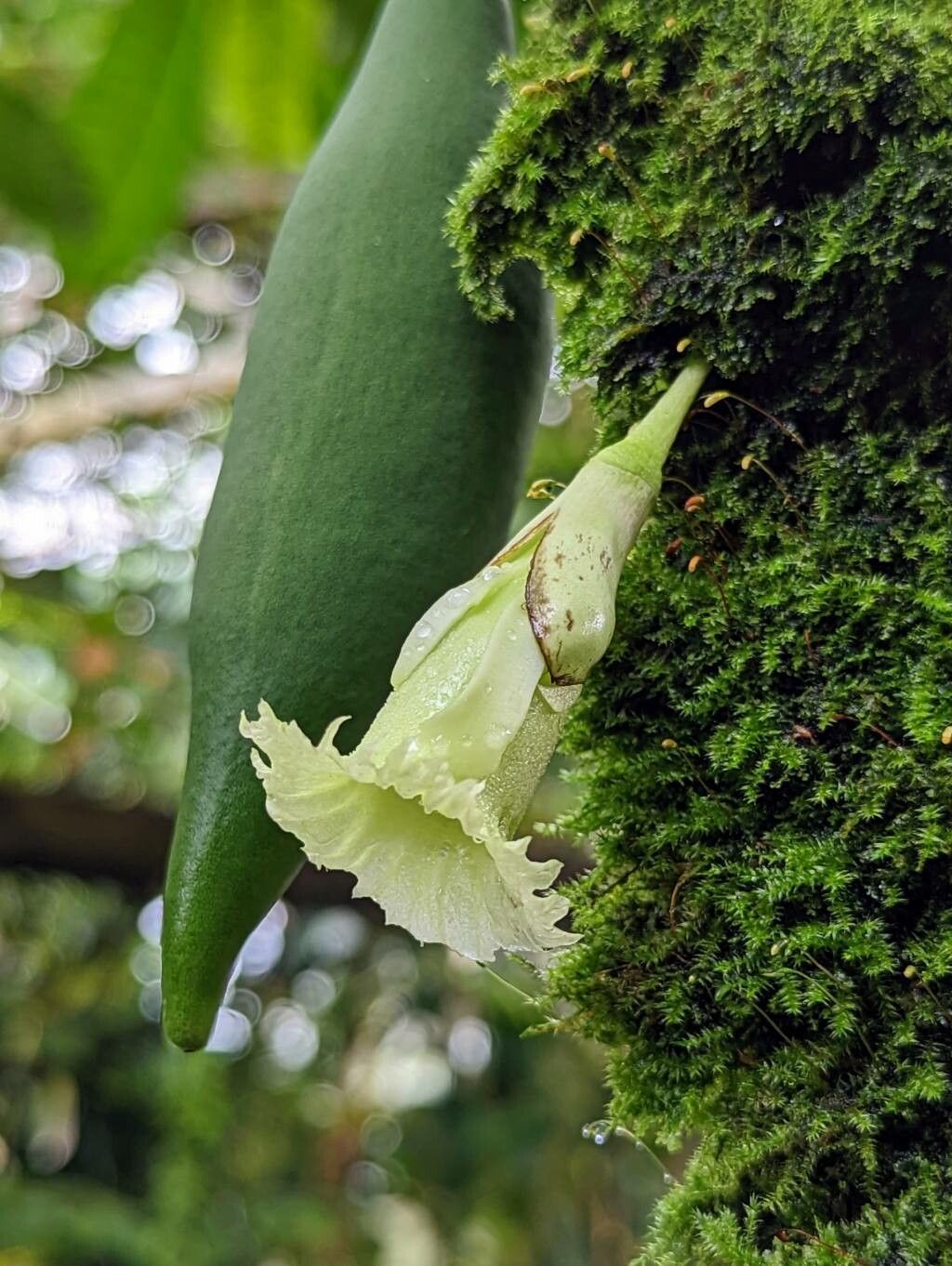 Amphitecna macrophylla flower