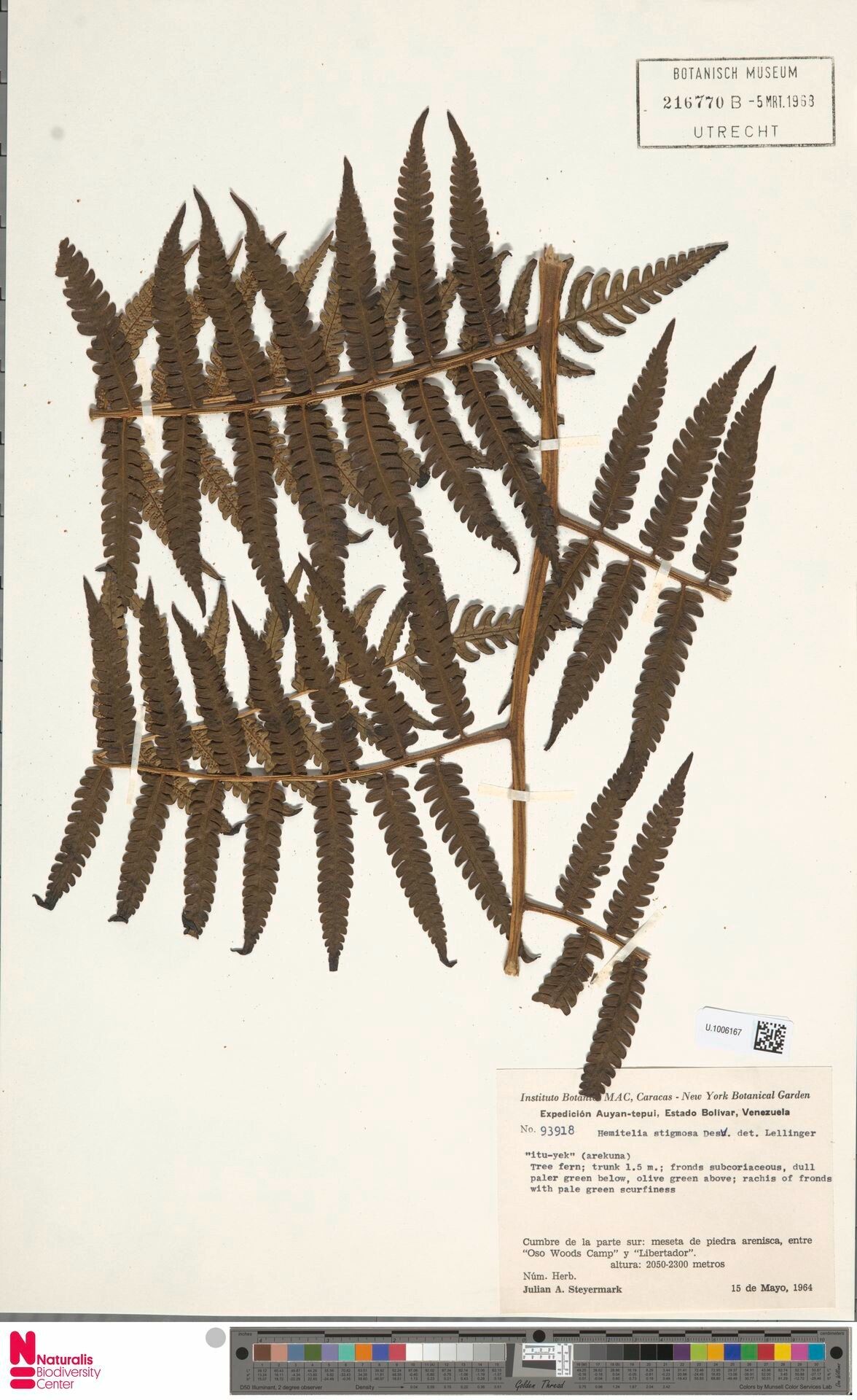 Cyathea cyatheoides leaf
