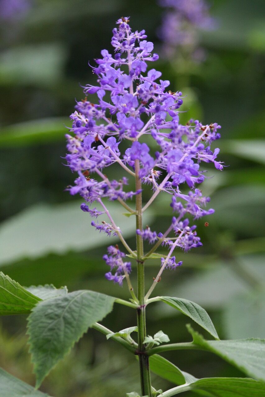 Plectranthus ecklonii flower