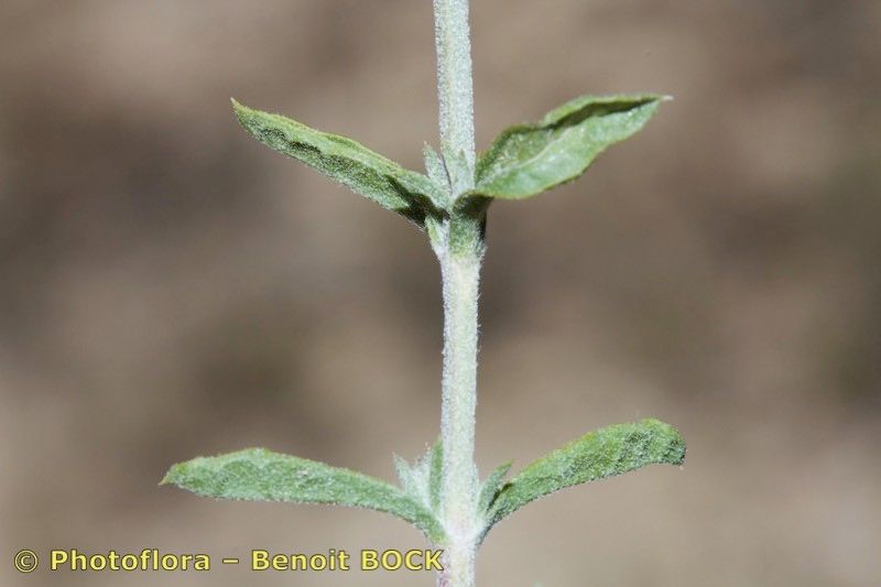 Sideritis pusilla bark