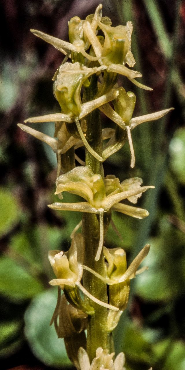 Liparis loeselii flower